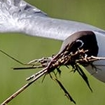 204A1782 mouette rieuse